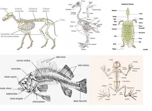 LOS ANIMALES: COMO SE CLASIFICAN LOS ANIMALES