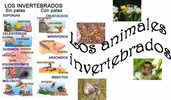 ANIMALES VERTEBRADOS E INVERTEBRADOS