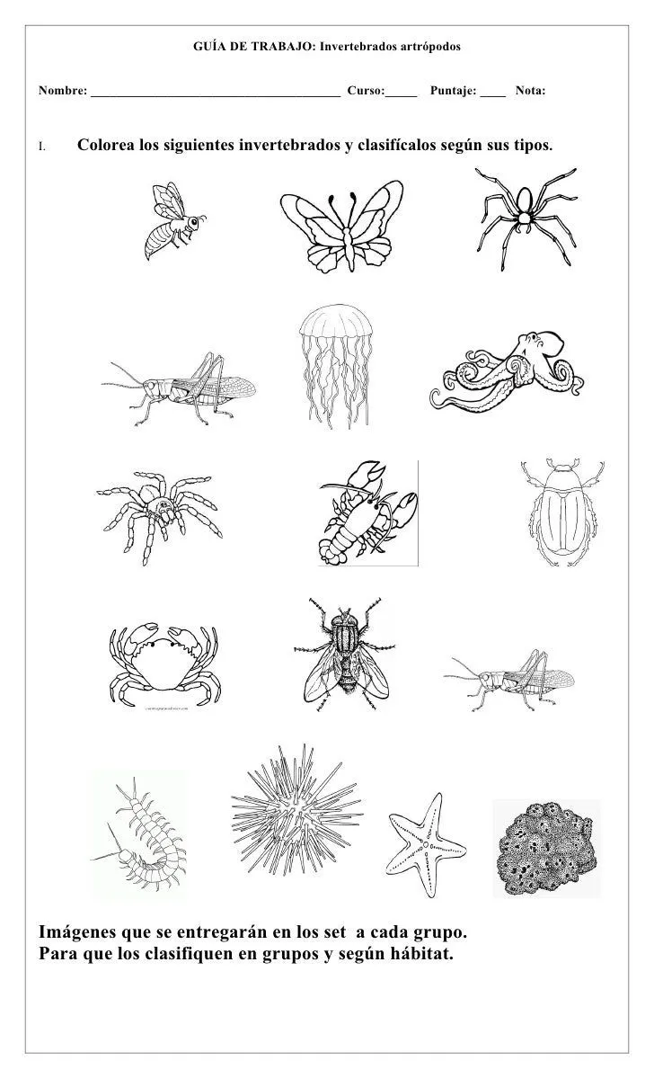 Diseños para colorear de animales vertebrados e invertebrados - Imagui