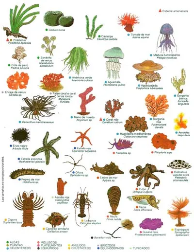 Animales Vertebrados e Invertebrados: Contenido