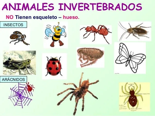 Animales vertebrados e invertebrados cristyna