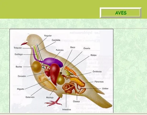 ANIMALES VERTEBRADOS | | Página 5