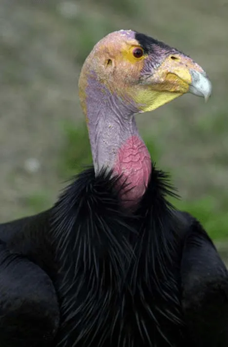 Animales en vía de Extinción en Colombia: Condor de los Andes