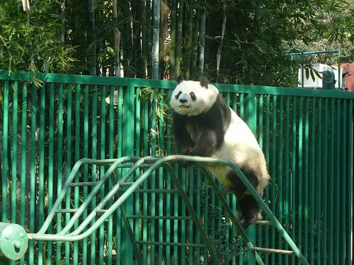 Animales Zoologico De Chapultepec