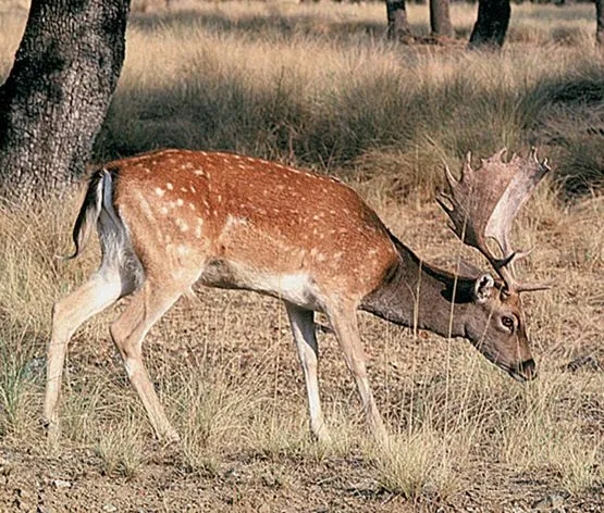 aNiMaLiiToS: CLASIFICACIÓN DE LOS ANIMALES POR SU TIPO DE ALIMENTACION