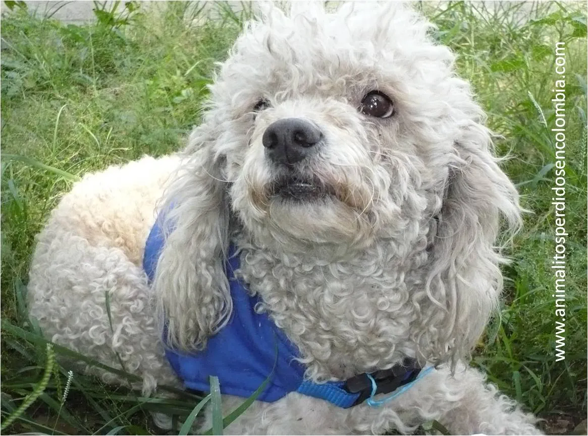 ENCONTRADO CALI - PERRO FRENCH POODLE BLANCO ~ Animalitos Perdidos ...