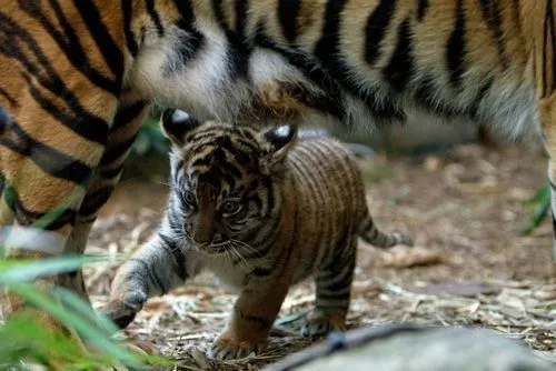 animals cute tiger theberry.com baby tiger tiger cub all-my-only ...