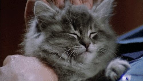 Animals GIFs - Giphy