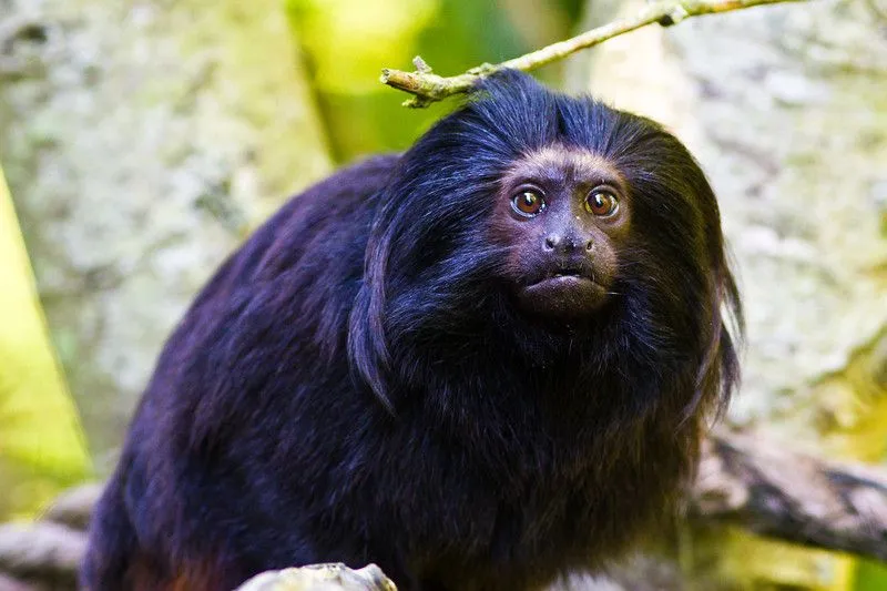 Animals of the world: Black lion tamarin