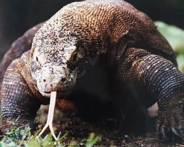 Animals of the world: Komodo dragon