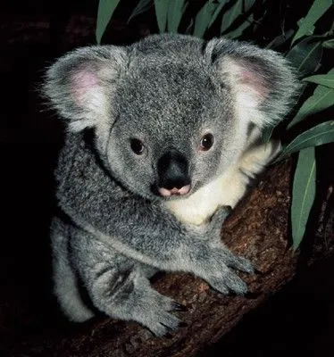 Animals of the World: The Koala. - WILD ANIMAL reports for kids