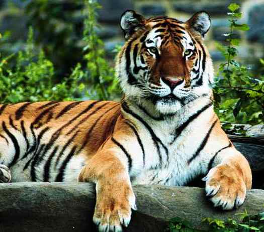 Animals of the World: The Tiger. - WILD ANIMAL reports for kids