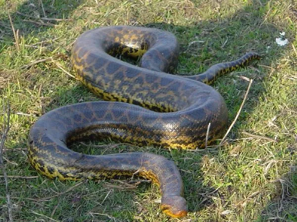 Animals world: Dark spotted Anaconda snakes