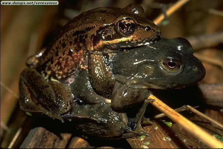 Fotos de ranas y sapos (