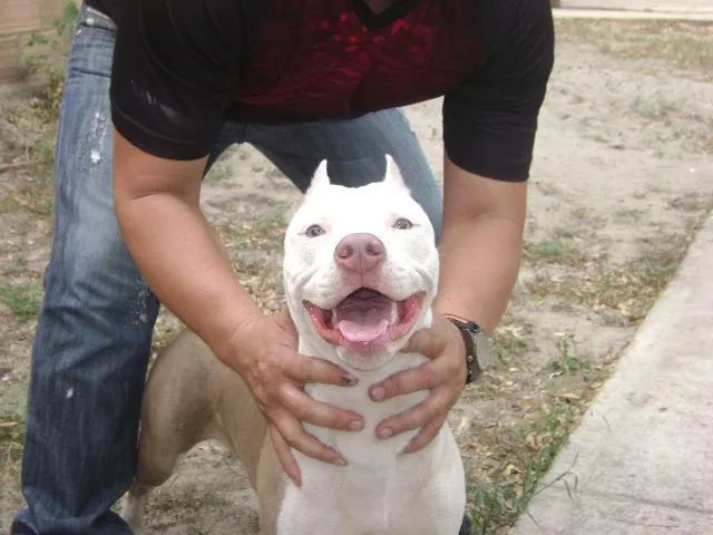 ANIMASKOTAS: El A.P.B.T (AMERICAN PIT BULL TERRIER).