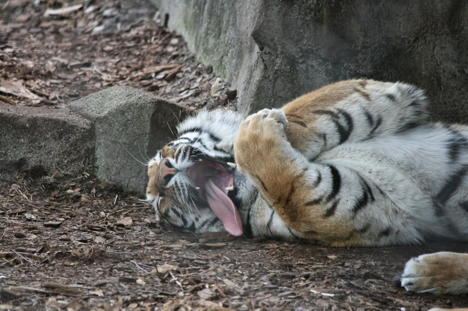 Ann Arbor Today: El mundo de los animales en Toledo Zoo