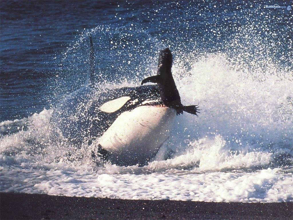 Anoche, cuando dormía...: ...me contaron sueños con ictiólogos y orcas