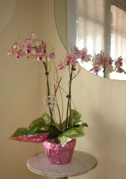 Anonimous Orchids: Tenemos arreglos con plantas de orquídeas para ...