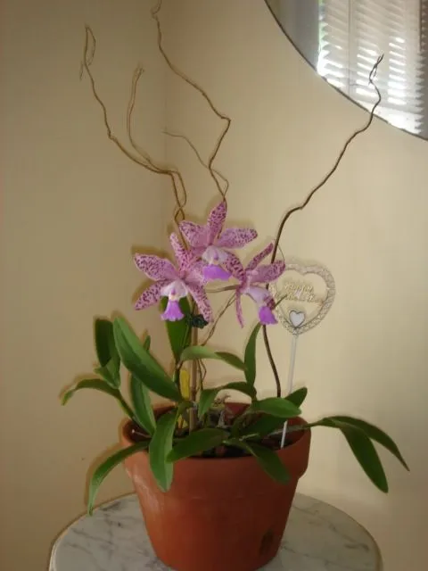 Anonimous Orchids: Tenemos arreglos con plantas de orquídeas para ...