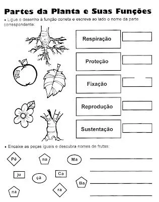 Anotações: Partes das plantas