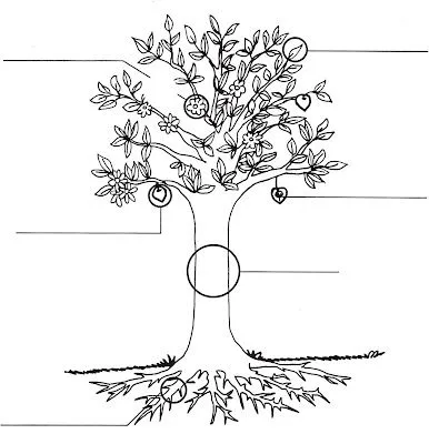 Anotações: Partes da planta e suas funções