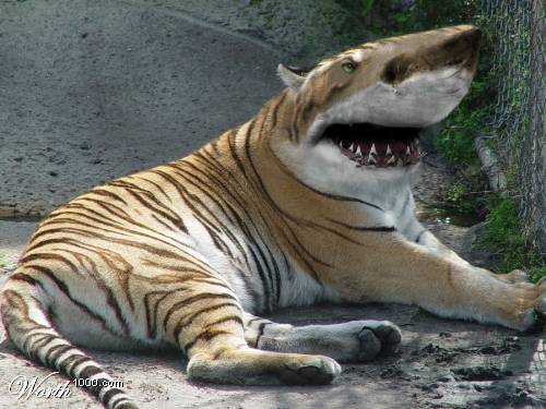 ANSOTANIUS: BOSQUE SECRETO DE ANIMALANDIA.