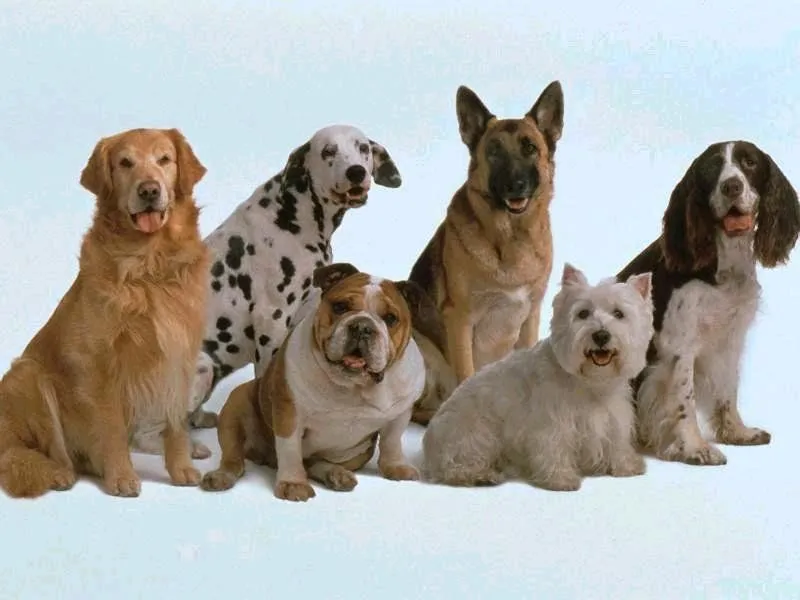 Antiguas Razas de Perros. - Taringa!