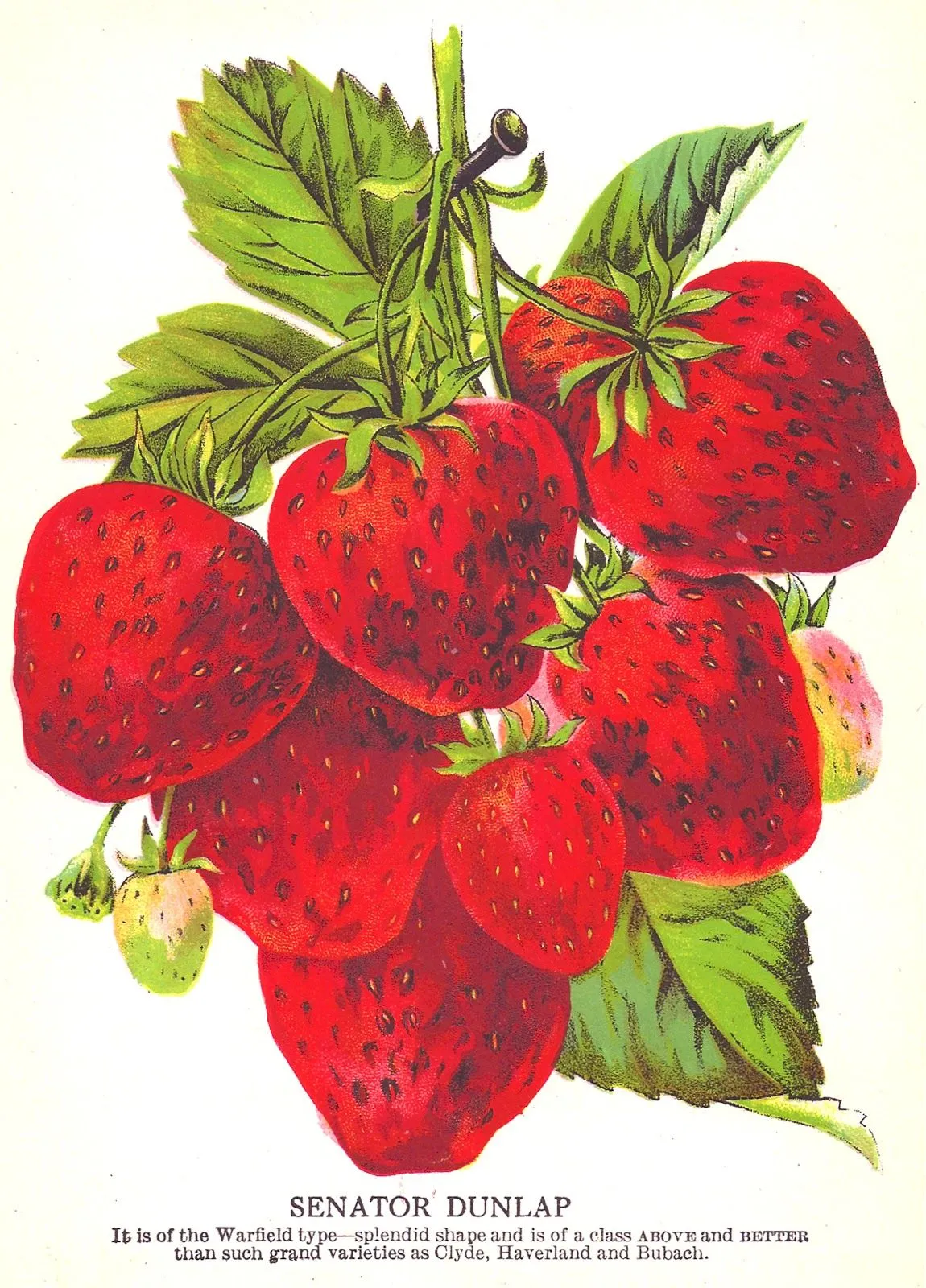 Antique Images: Strawberry Clip Art: Vintage Seed Catalog ...