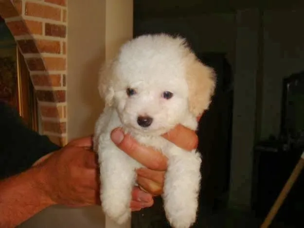 Anuncios clasificados, Perros en Costa Rica, French Poodle - Mascotica