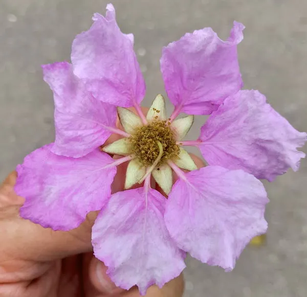 Apamate (Handroanthus rosea) - Venezuela Tuya