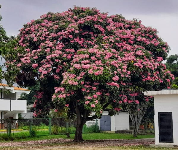 Apamate (Handroanthus rosea) - Venezuela Tuya