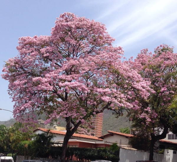 Apamate (Handroanthus rosea) - Venezuela Tuya