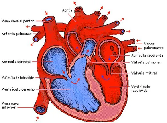 Aparato cardiovascular (página 2) - Monografias.