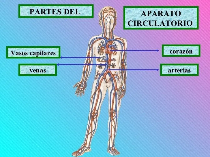 aparato-circulatorio-3-728.jpg ...