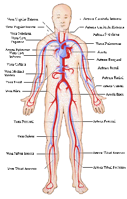 Aparato circulatorio