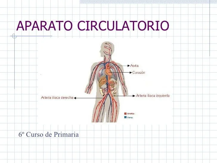 Aparato circulatorio