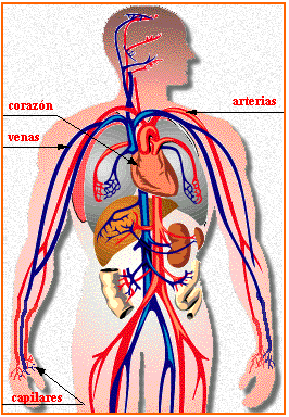 Aparato Circulatorio | El Blog de Medicina