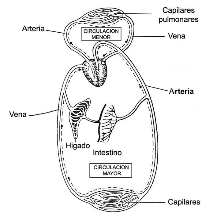 Aparato circulatorio para colorear - Imagui