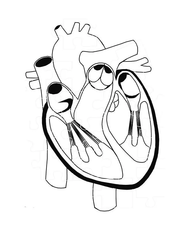 Aparato Circulatorio Humano Imagen Pelautscom Picture Pictures