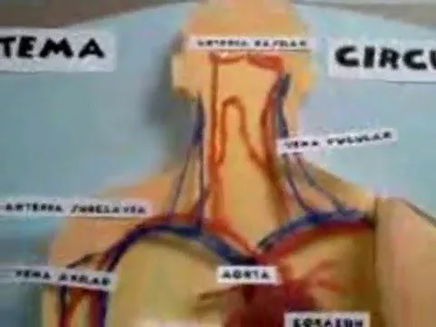 Aparato Circulatorio Maqueta - YouTube