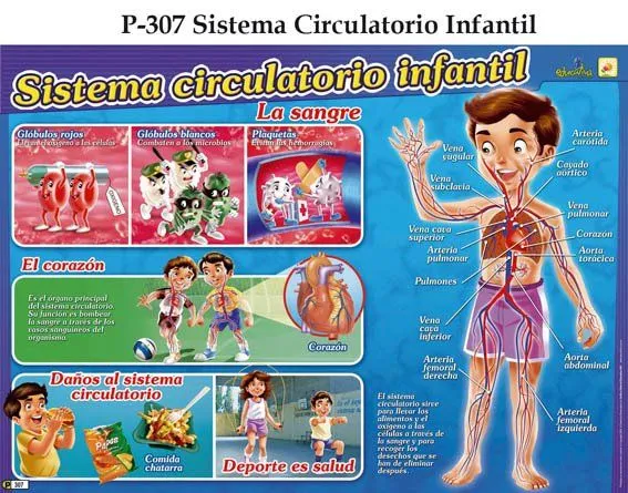 Aparato circulatorio para niños de preescolar - Imagui