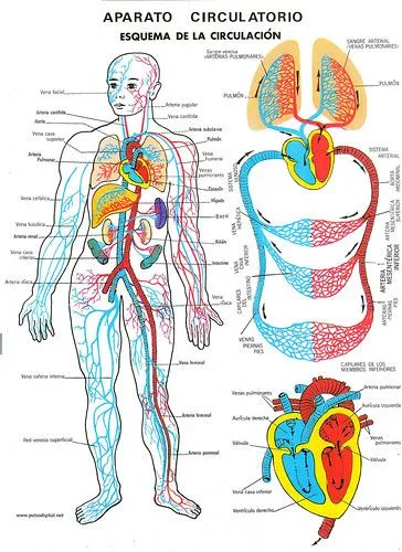 Lámina escolar – Aparato circulatorio [Esquema de circulación ...