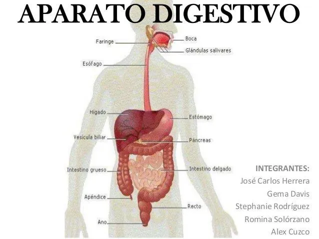 Aparato digestivo