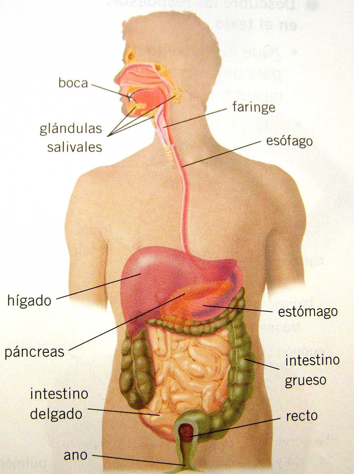 APARATO DIGESTIVO | NUESTRA CLASE