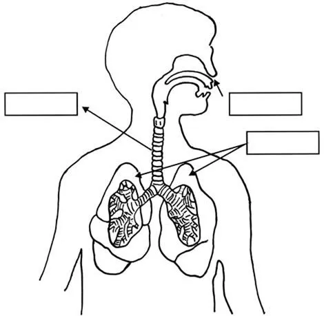 Aparato respiratorio sin nombres para imprimir - Imagui