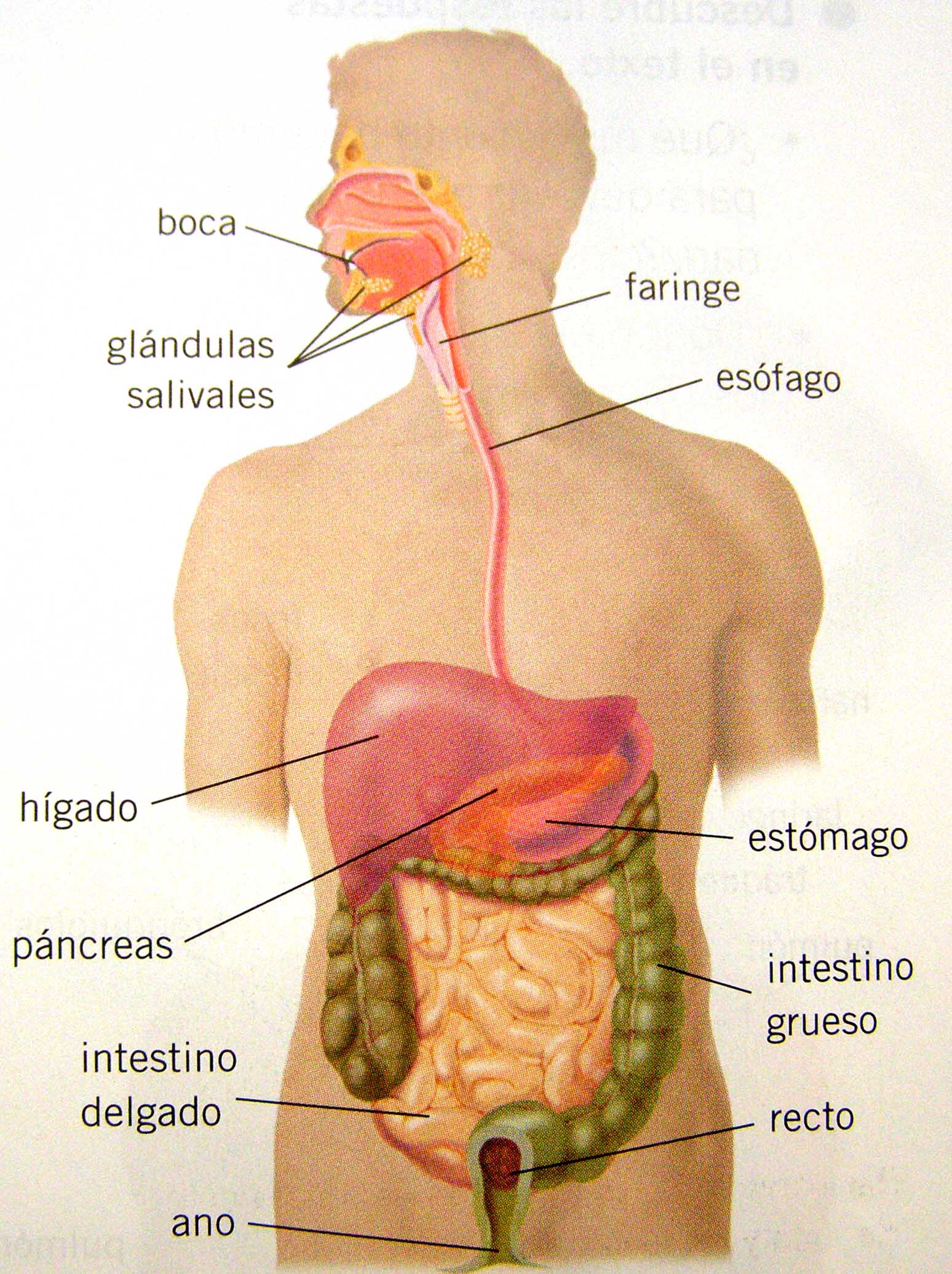 Aparato digestivo ,dibujo | Hepatitis2000.org