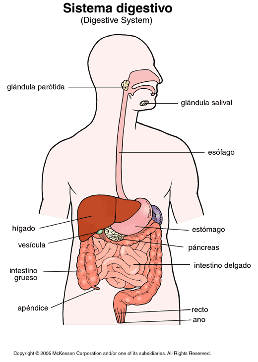 Imagenes del sistema digestivo para imprimir - Imagui