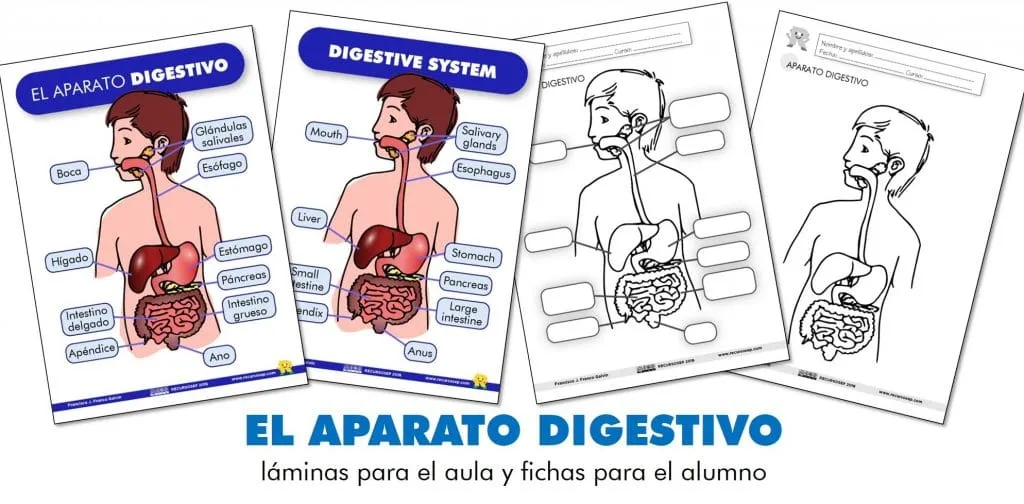 EL APARATO DIGESTIVO: láminas para el aula y fichas para el alumno (ES/EN)