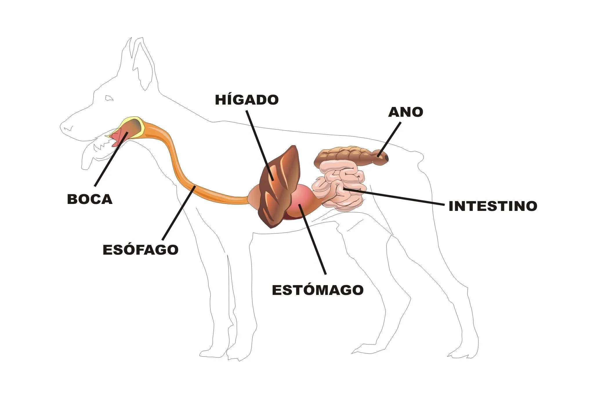 El aparato digestivo de los mamíferos | Plagda Infantil