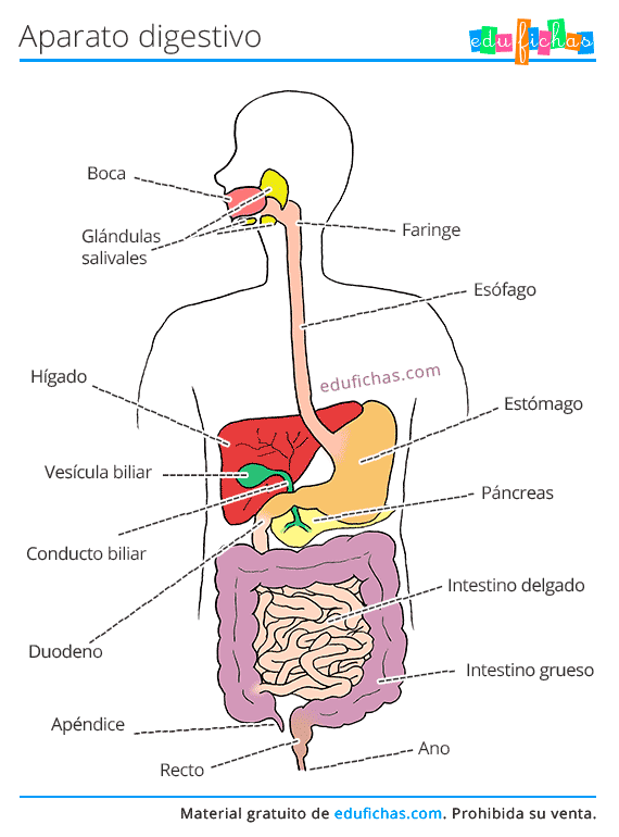 Aparato Digestivo para Niños. Aprender el Sistema Digestivo. PDF